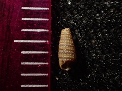 Triphora