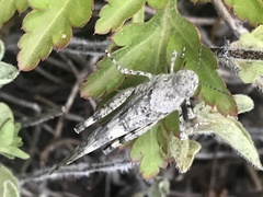 Trimerotropis occidentalis