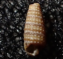 Triphora