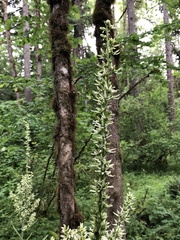 Veratrum californicum