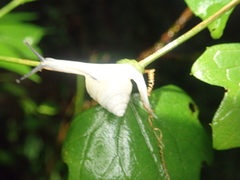 Satsuma careocaecum
