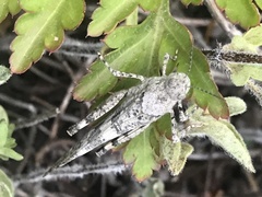 Trimerotropis occidentalis