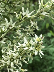 Veratrum californicum