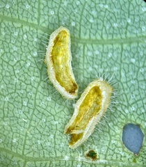 Contarinia cucumata