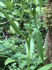 Veratrum californicum