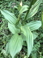 Veratrum californicum