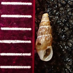 Exaesopus subturritus