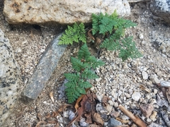Myriopteris peninsularis peninsularis