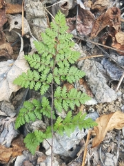 Myriopteris peninsularis peninsularis