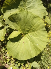 Petasites japonicus