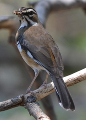 Cercotrichas quadrivirgata