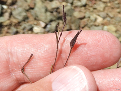 Cordylanthus tenuis brunneus