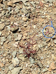 Cordylanthus tenuis brunneus