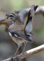Cercotrichas quadrivirgata