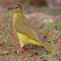 Chlorocichla flaviventris