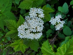 Viburnum edule