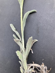 Oreocarya suffruticosa setosa
