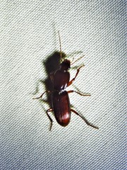 Stenomorphus