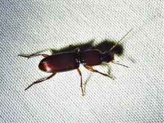 Stenomorphus