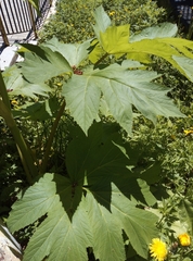 Heracleum maximum
