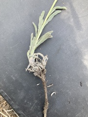Oreocarya suffruticosa setosa