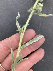 Oreocarya suffruticosa setosa
