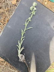 Oreocarya suffruticosa setosa