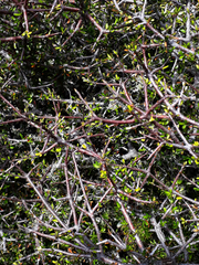 Pittosporum divaricatum