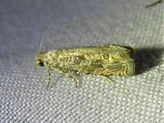 Pelochrista comatulana