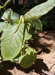 Reynoutria sachalinensis