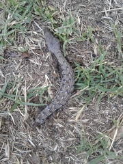 Elgaria multicarinata