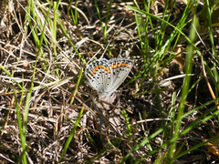 Plebejus melissa