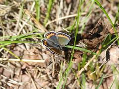 Plebejus melissa