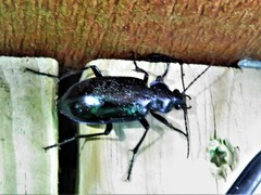Calosoma macrum