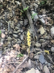 Corallorhiza striata vreelandii
