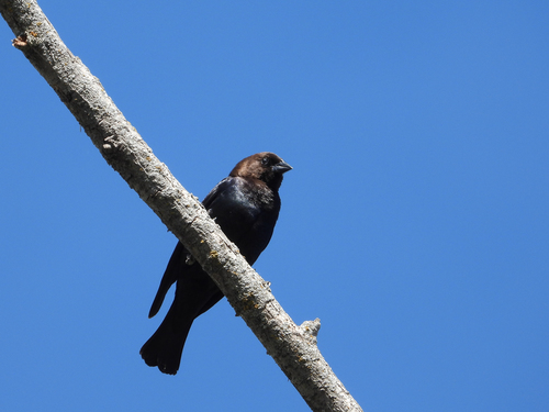 Brown-headed Cowbird photographed in North Dakota