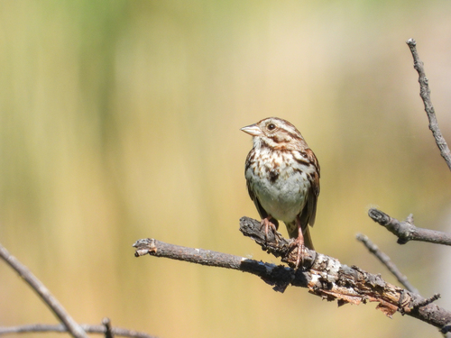 Song Sparrow photographed in North Dakota