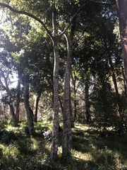 Elaeodendron australe