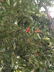 Elaeodendron australe