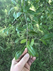 Elaeodendron australe