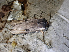 Xylena cineritia
