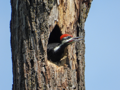 Pileated Woodpecker photographed in North Dakota