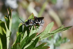 Triepeolus subnitens