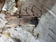 Xylena cineritia