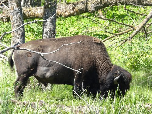 American Bison photographed in North Dakota