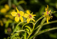 Lysimachia lanceolata