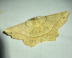 Euchlaena tigrinaria