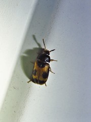 Mycetophagus punctatus