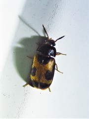 Mycetophagus punctatus