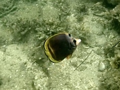 Chaetodon flavirostris